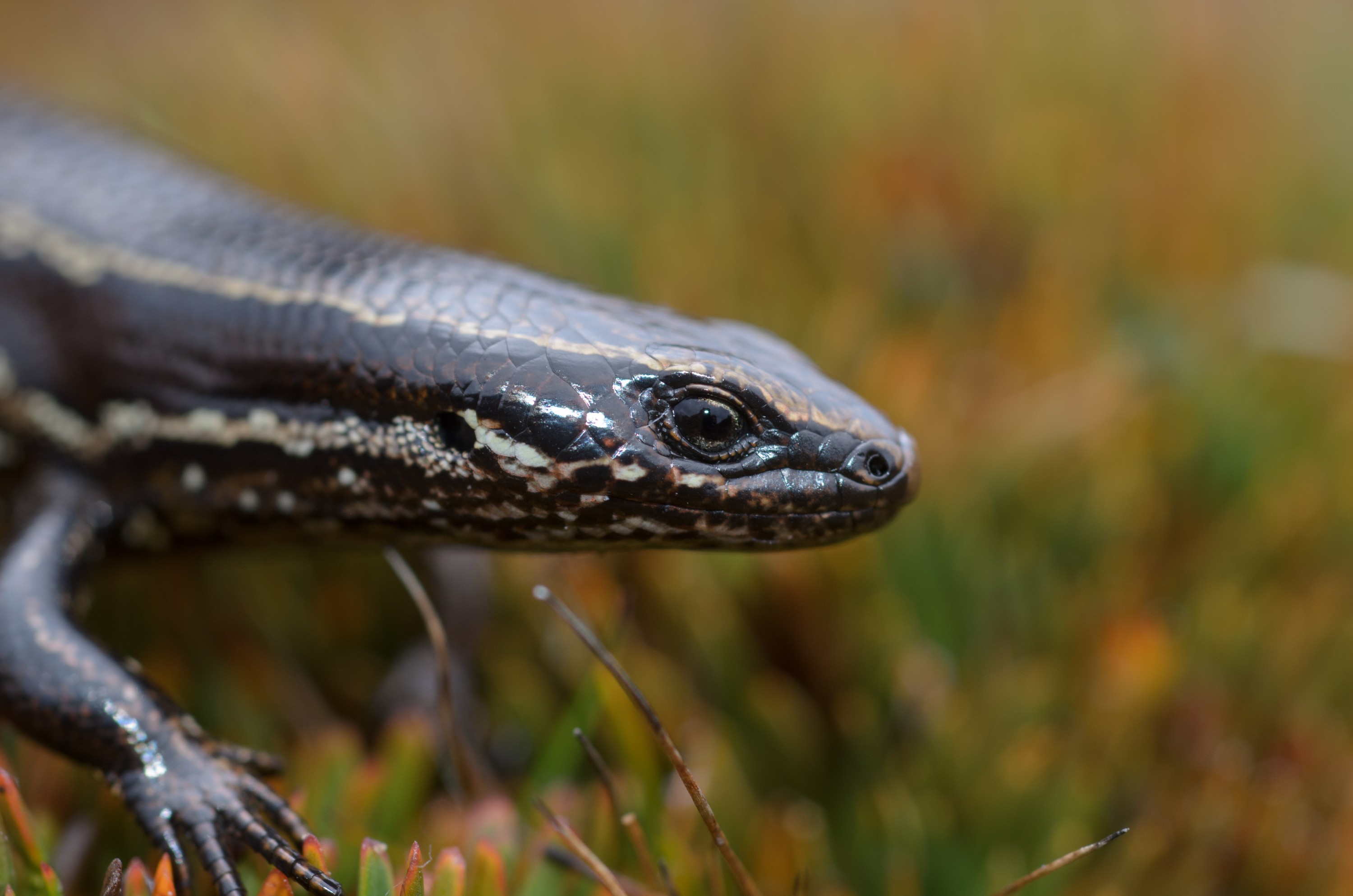 DSC_3042 – Adventure, Crispin, Island, March 2017, National Park, New, New Zealand, Oligosoma notosaurus, Rakiura, South, Stewart, Zealand, southern skink